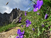 15 Viola di Duby (Viola dubyana) con vista sul Torrione d'Alben